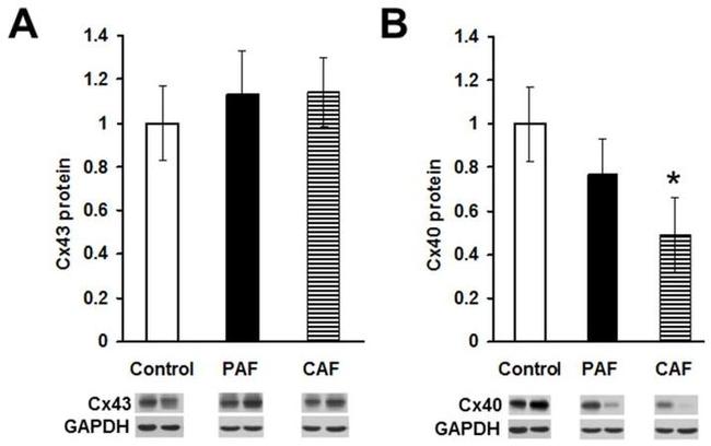 GAPDH Antibody in Western Blot (WB)