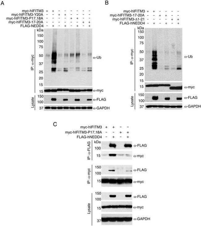 GAPDH Antibody in Western Blot (WB)