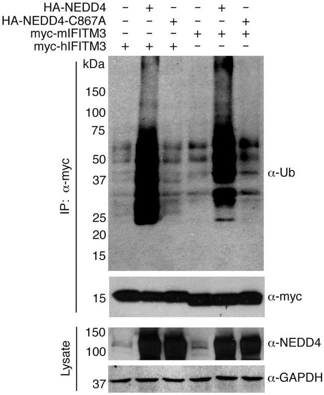 GAPDH Antibody in Western Blot (WB)