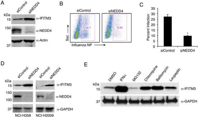 Influenza B NP Antibody in Flow Cytometry (Flow)