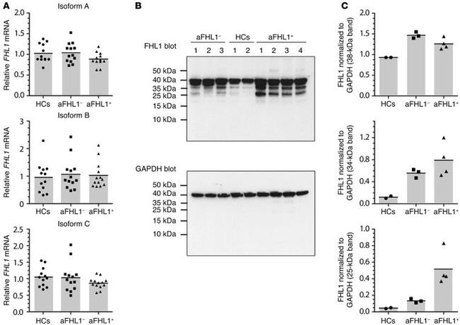 GAPDH Antibody in Western Blot (WB)