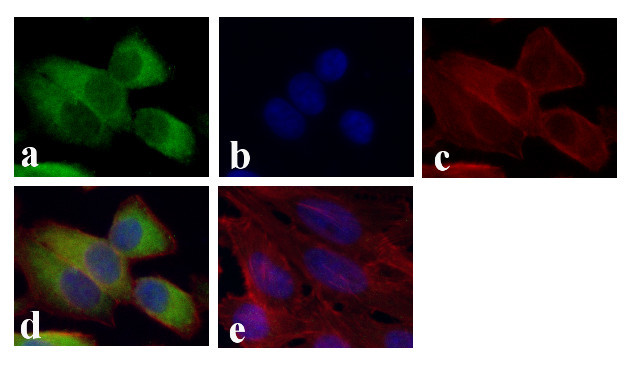 GAPDH Antibody in Immunocytochemistry (ICC/IF)