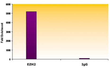 EZH2 Antibody in ChIP Assay (ChIP)