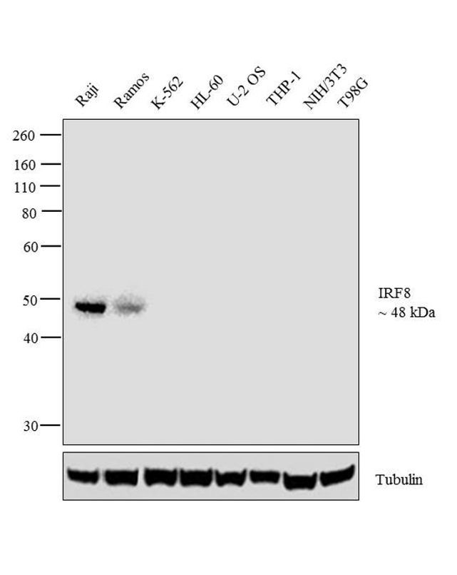 IRF8 Antibody