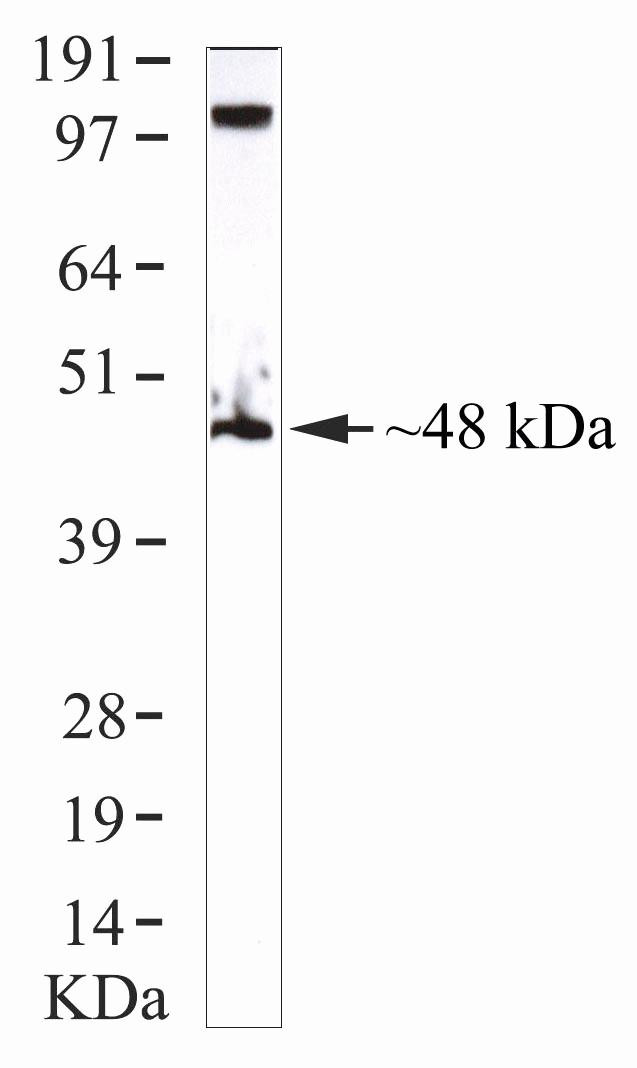 IRF8 Antibody in Western Blot (WB)