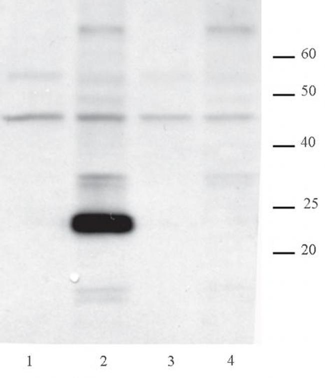 AID Antibody in Western Blot (WB)