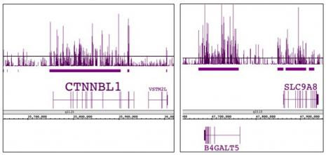 Histone H3K9me1 Antibody in ChIP Assay (ChIP)