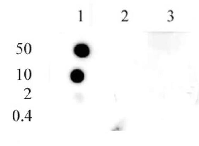 Histone H3K9me1 Antibody in Dot Blot (DB)