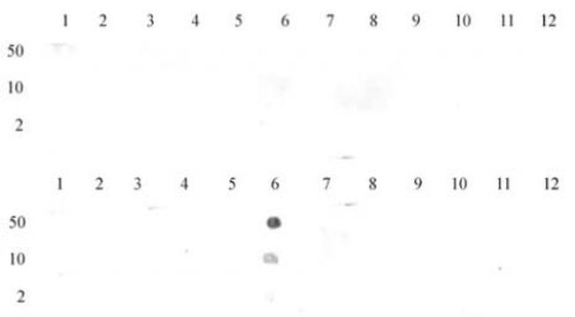 Histone H3K27me1 Antibody in Dot Blot (DB)