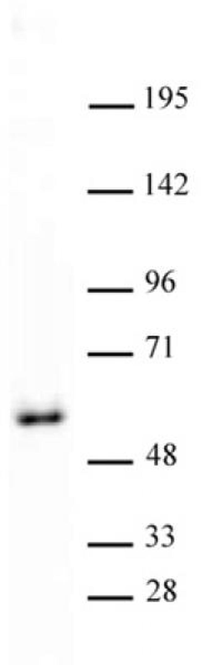 GATA-4 Antibody in Western Blot (WB)