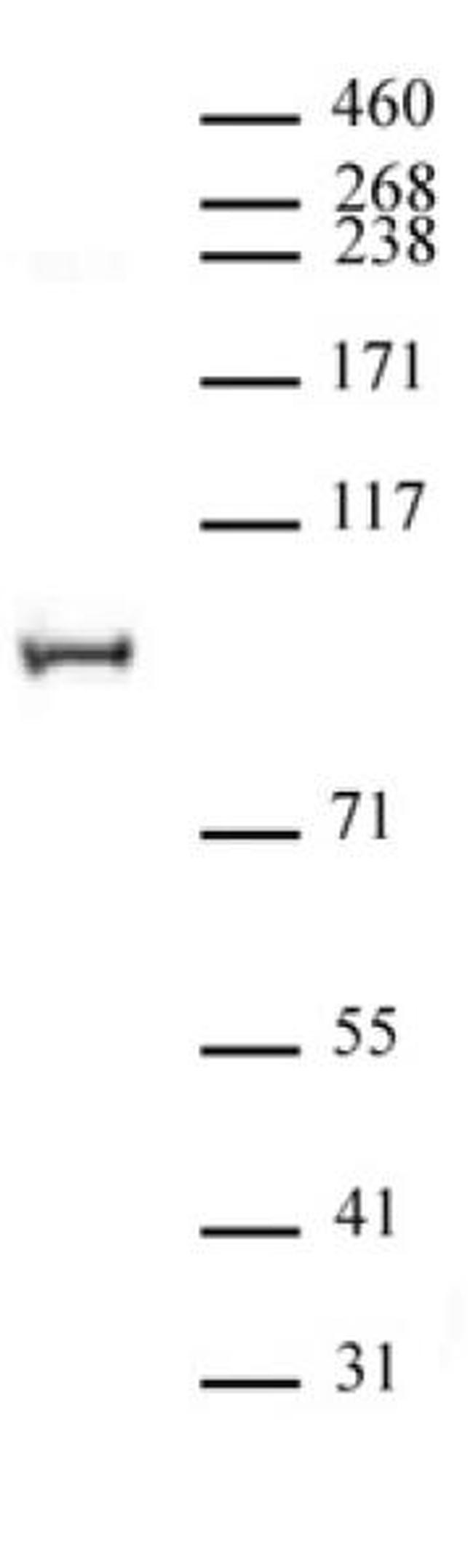 NCoA4 / ELE1 Antibody in Western Blot (WB)