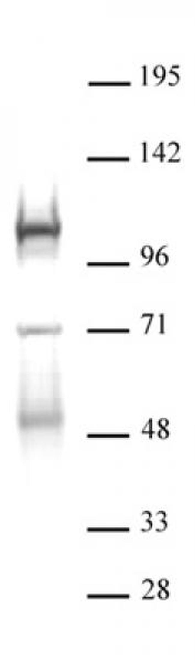 DNMT3B Antibody in Western Blot (WB)