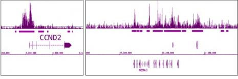 EZH2 Antibody in ChIP-Sequencing (ChIP-Seq)