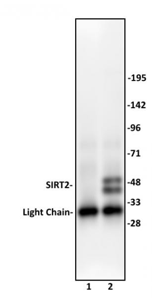 SIRT2 Antibody in Immunoprecipitation (IP)