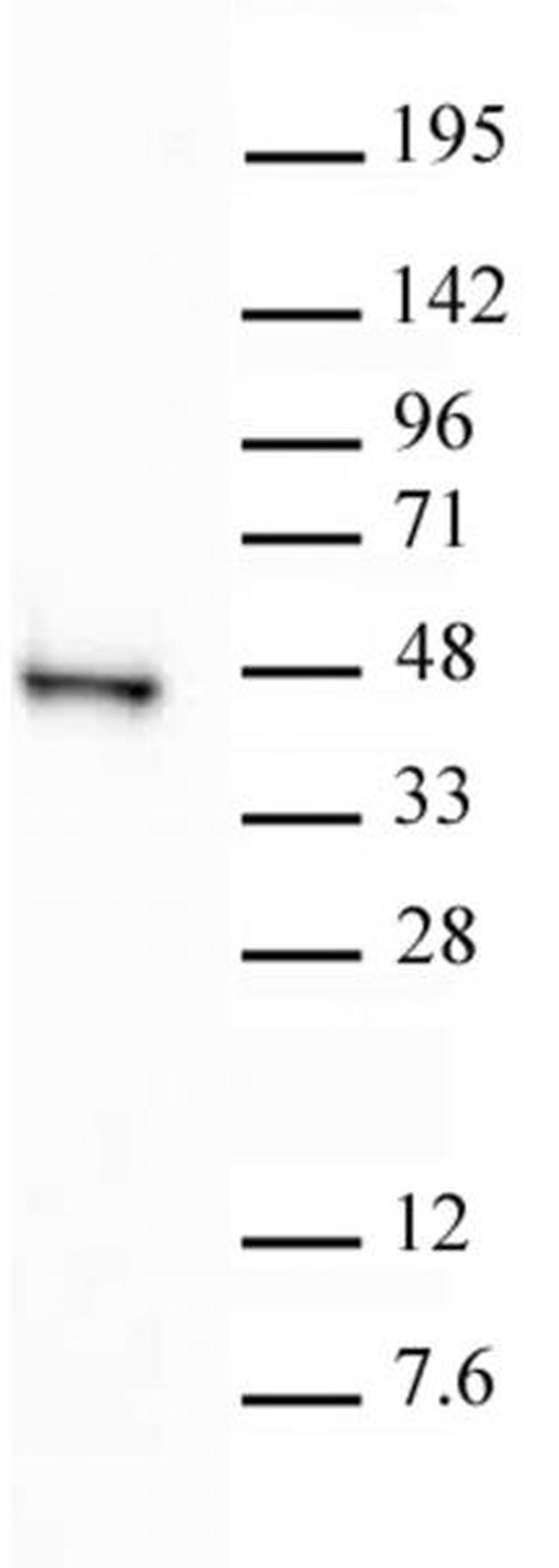 SIRT6 Antibody in Western Blot (WB)