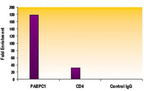 Histone H3K4me2 Antibody in ChIP Assay (ChIP)