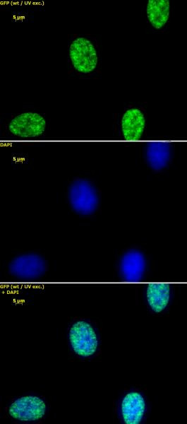 Histone H3K4me2 Antibody in Immunocytochemistry (ICC/IF)