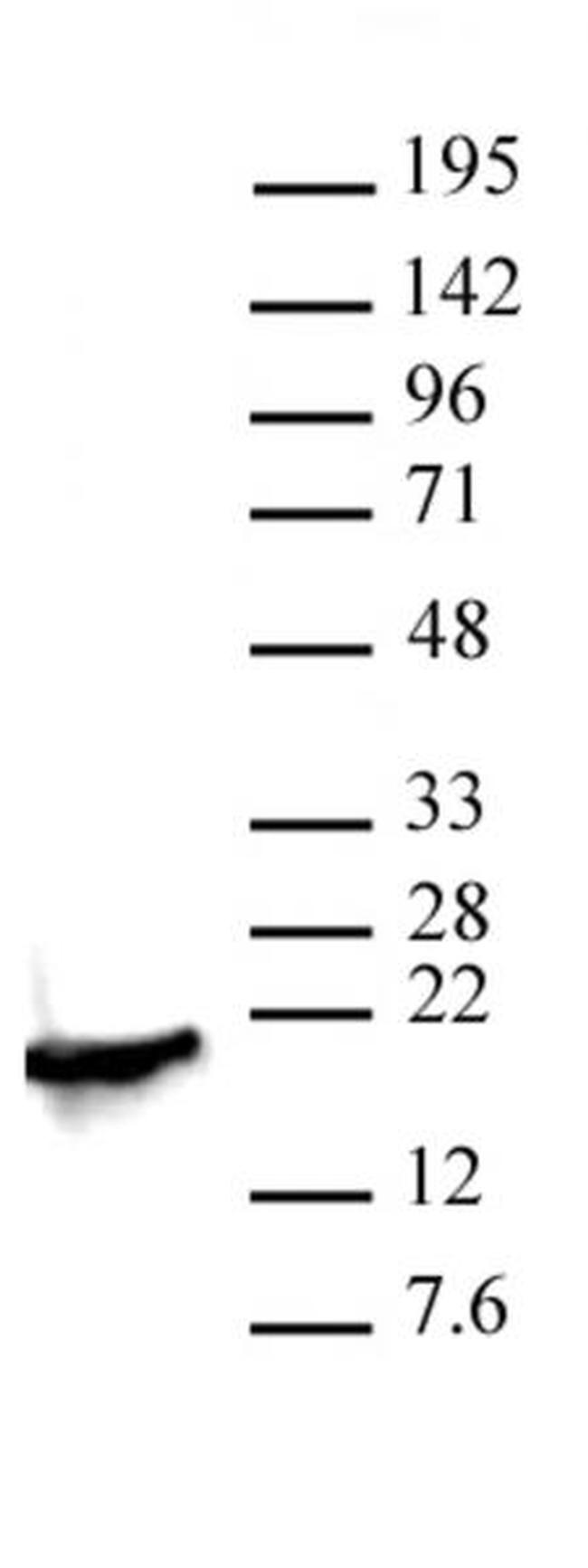 Histone H3K4me2 Antibody in Western Blot (WB)