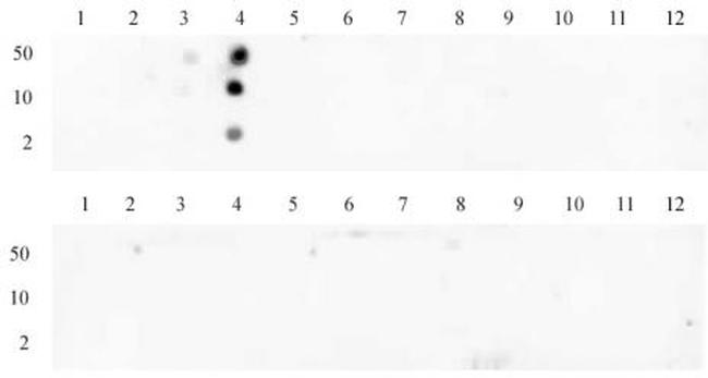 Histone H3K4me3 Antibody in Dot Blot (DB)