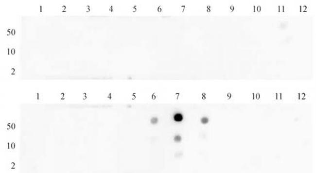 Histone H3K27me2 Antibody in Dot Blot (DB)