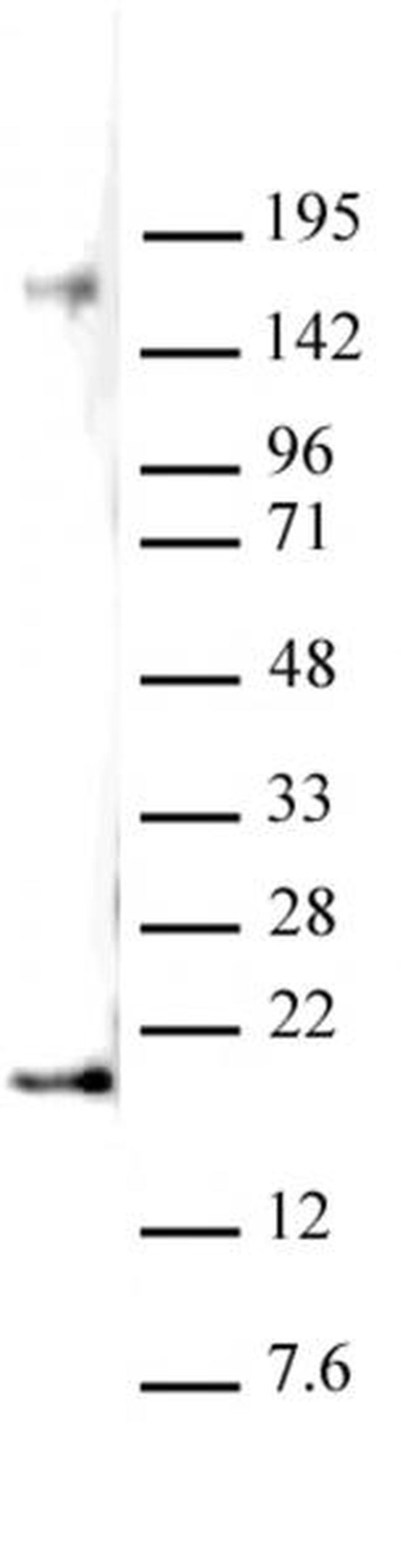 Histone H3K27me2 Antibody in Western Blot (WB)