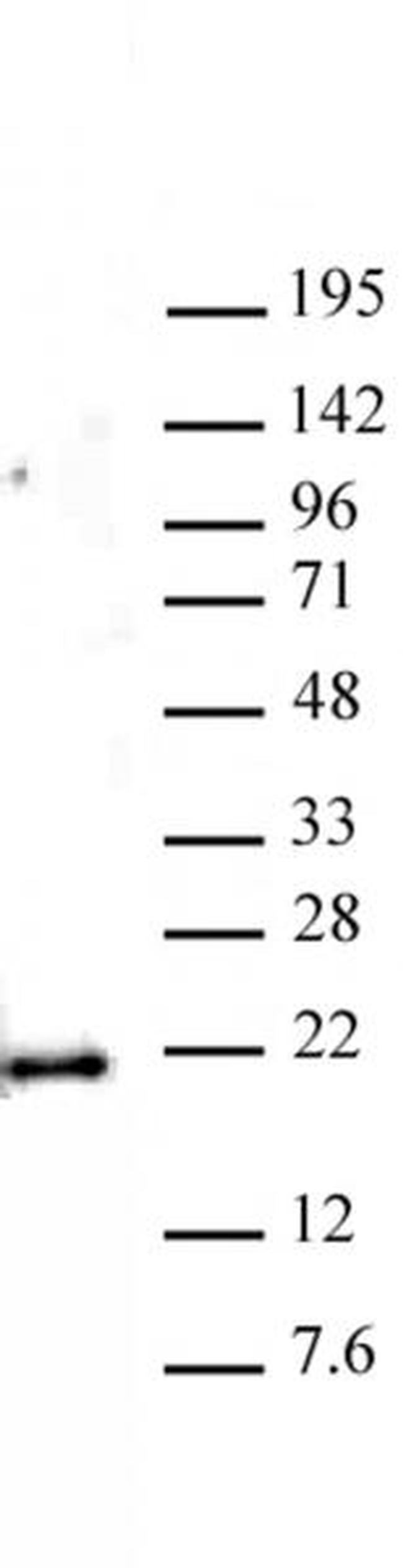 Histone H3K79me1 Antibody in Western Blot (WB)