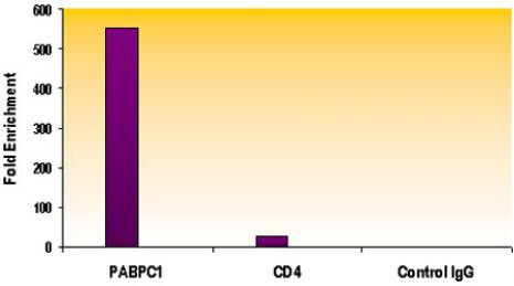 Histone H3K79me2 Antibody in ChIP Assay (ChIP)