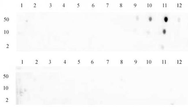 Histone H3K79me2 Antibody in Dot Blot (DB)