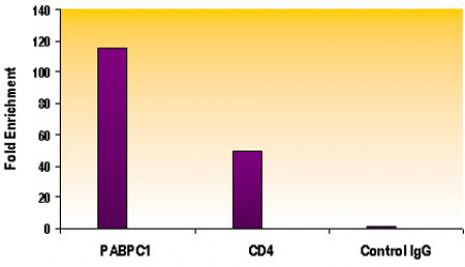 Histone H4ac (pan-acetyl) Antibody in ChIP Assay (ChIP)