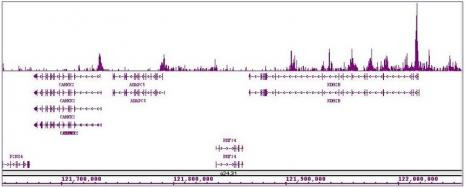 Histone H4ac (pan-acetyl) Antibody in ChIP-Sequencing (ChIP-Seq)