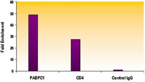 Histone H4K12ac Antibody in ChIP Assay (ChIP)