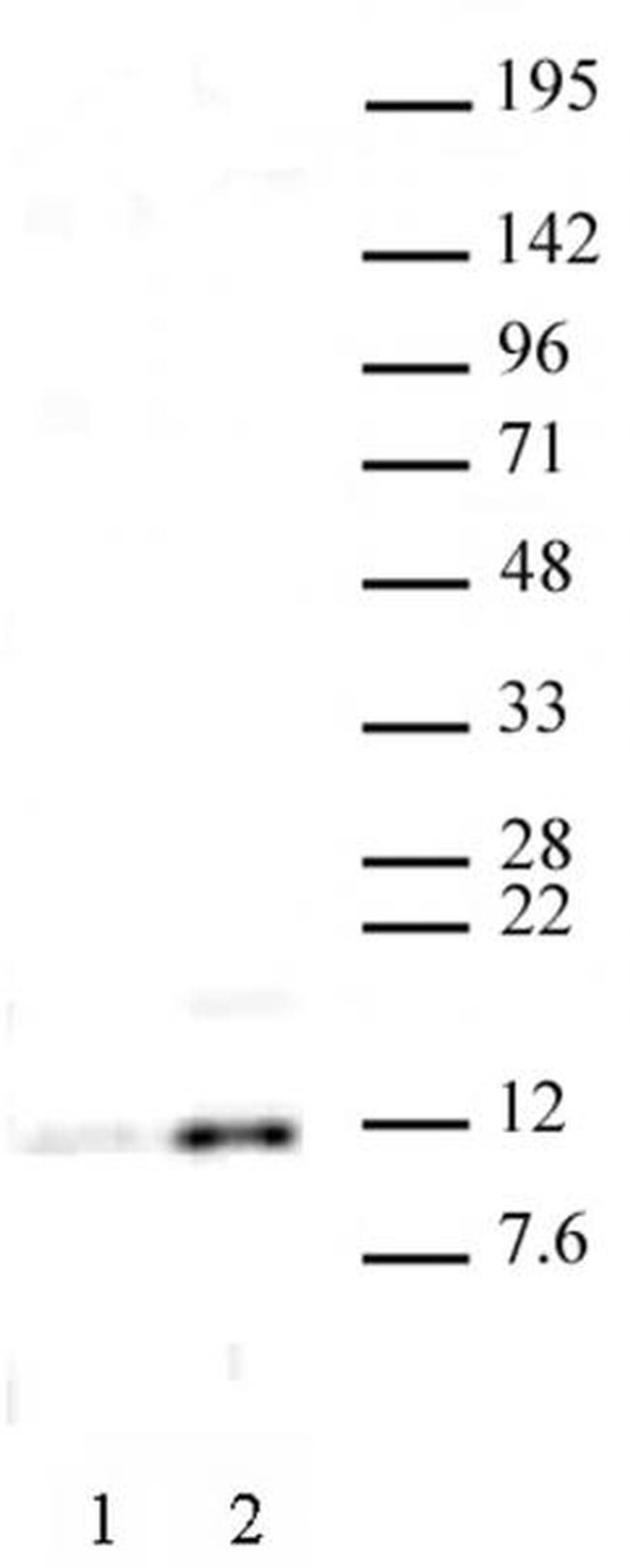 Histone H4K16ac Antibody in Western Blot (WB)