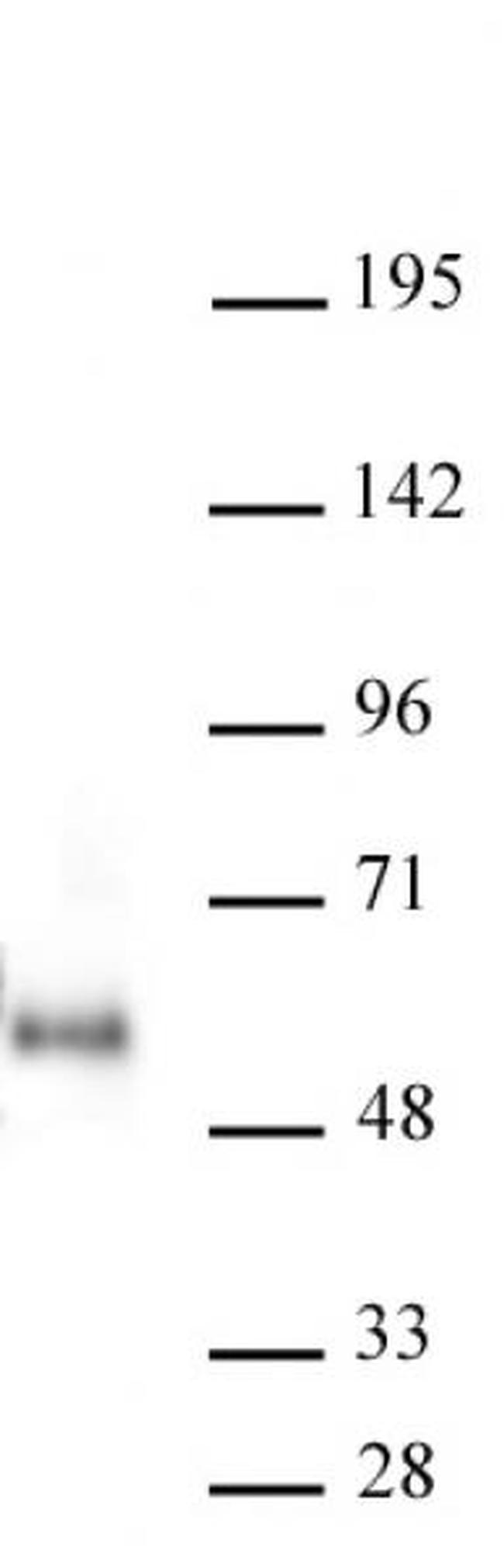 Maz Antibody in Western Blot (WB)