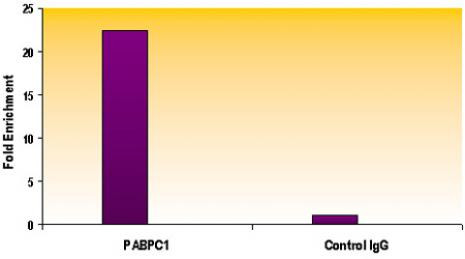 Histone H2A.Z Antibody in ChIP Assay (ChIP)