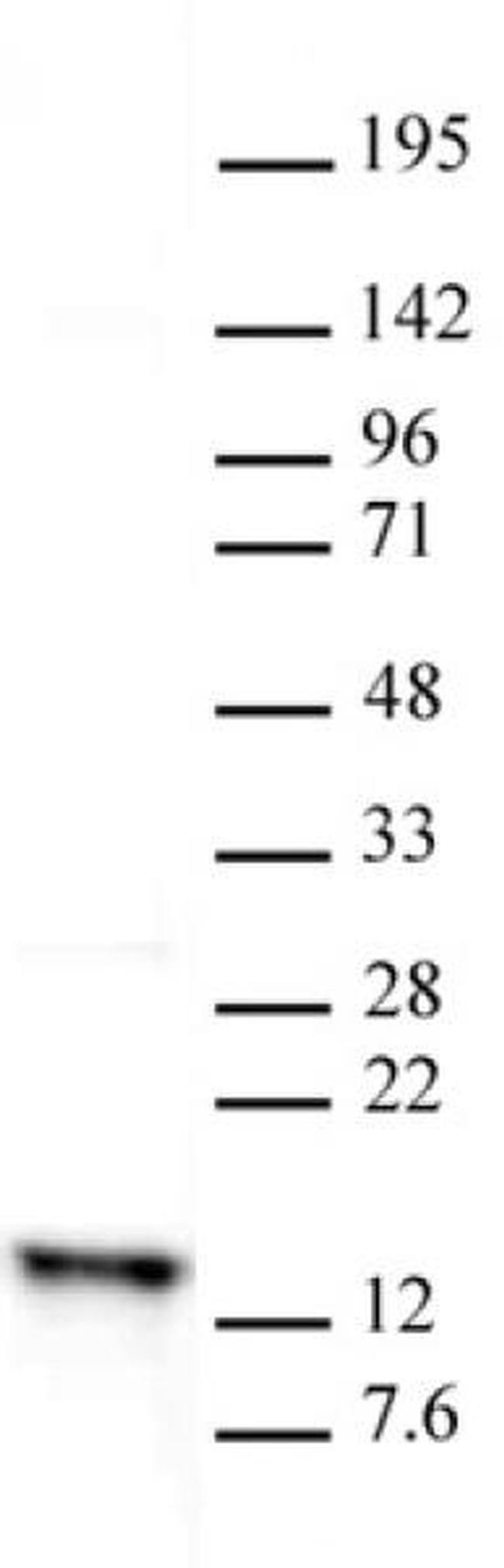 Histone H2A Antibody in Western Blot (WB)