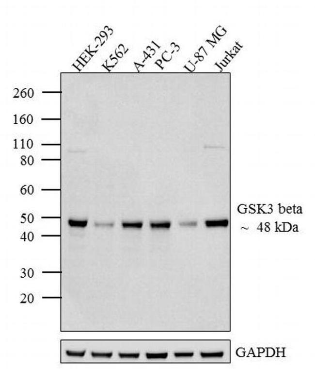 GSK3B Antibody in Western Blot (WB)