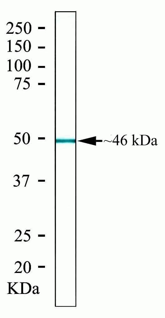 GSK3B Antibody in Western Blot (WB)