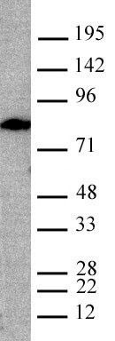 Lamin A, mature Antibody in Western Blot (WB)