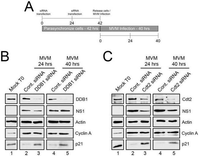 DDB1 Antibody in Western Blot (WB)