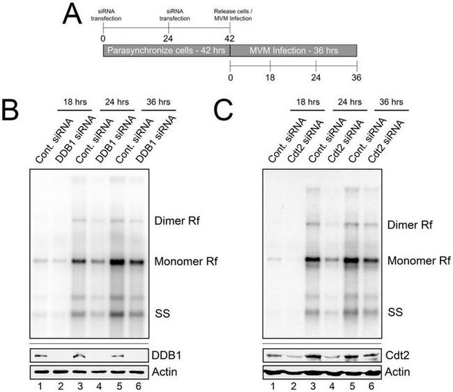 DDB1 Antibody in Western Blot (WB)