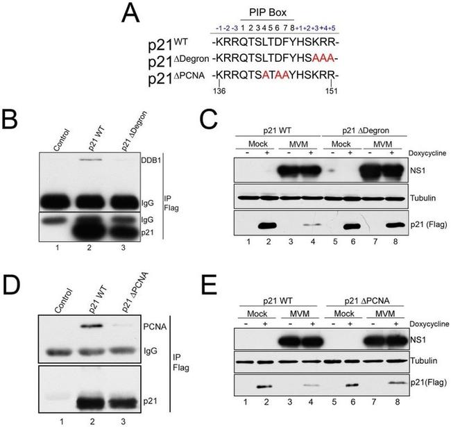 DDB1 Antibody in Western Blot (WB)