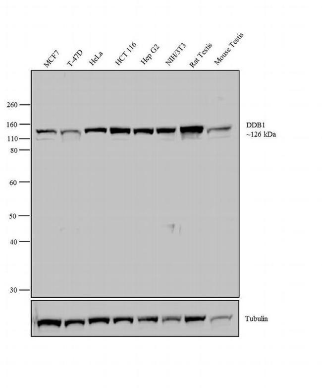 DDB1 Antibody in Western Blot (WB)