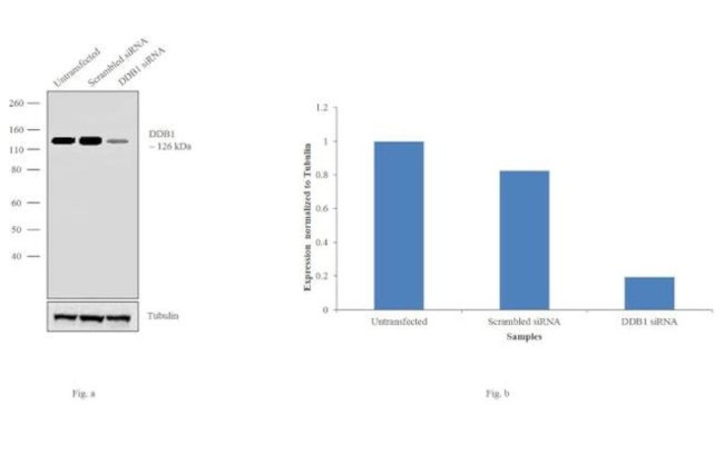 DDB1 Antibody