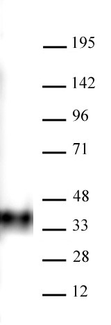 BMI-1 Antibody in Western Blot (WB)