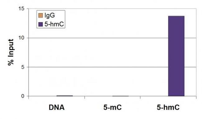 5-Hydroxymethylcytosine (5-hmC) Antibody in Methylated DNA Immunoprecipitation (MeDIP)