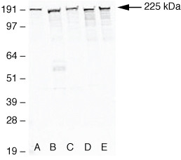 ZO-1 Antibody in Western Blot (WB)