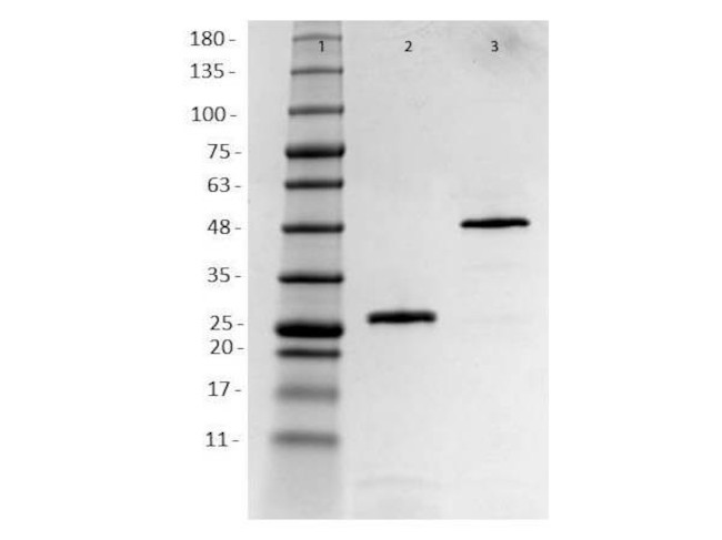 HER2 Fab Antibody in SDS-PAGE (SDS-PAGE)