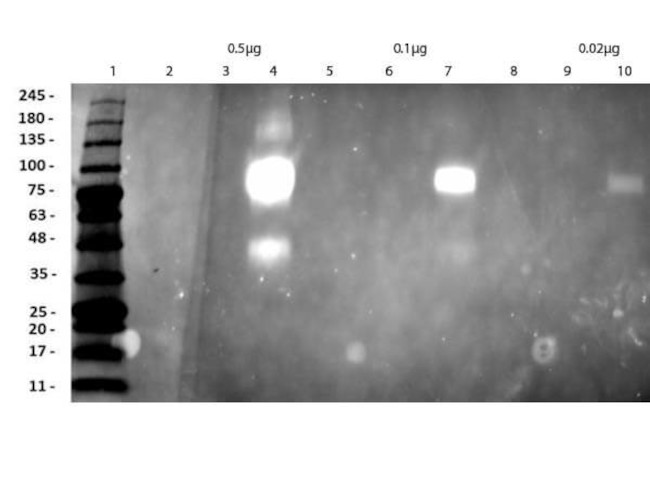 HER2 Fab Antibody in Western Blot (WB)