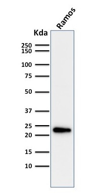 LMO2 (B-Cell Marker) Antibody in Western Blot (WB)
