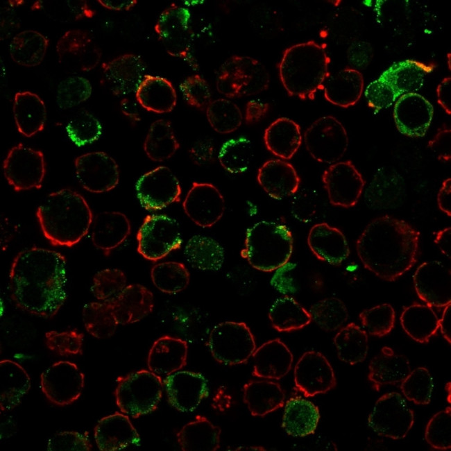 LMO2 Antibody in Immunocytochemistry (ICC/IF)